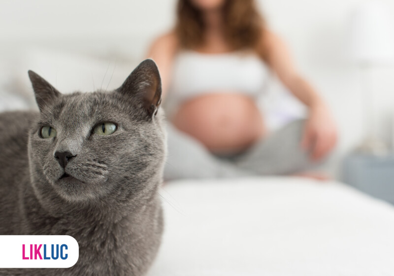 Gestante com um gato