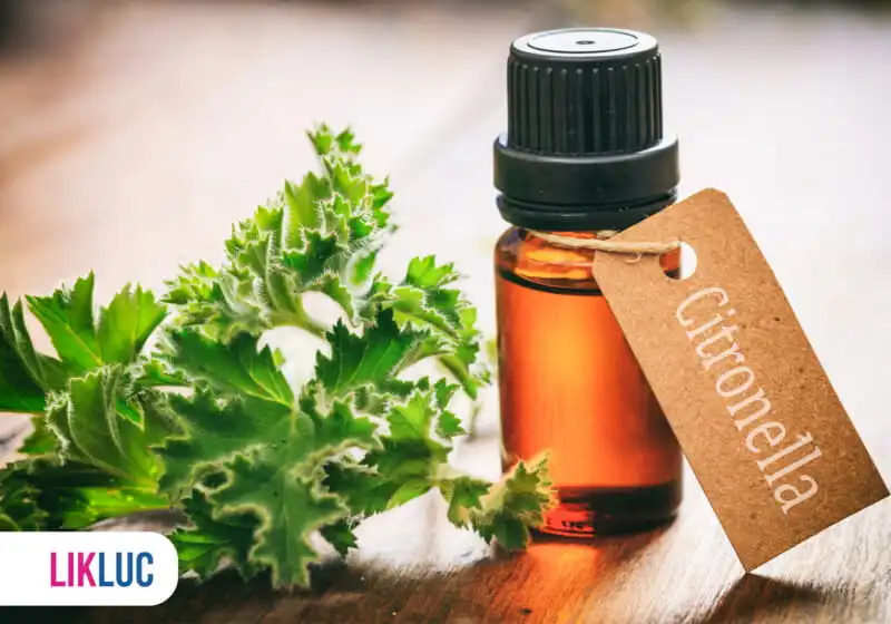 Óleo essencial de citronela com folhas verdes